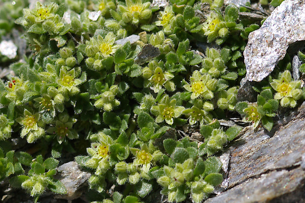 Minuartia sedoides